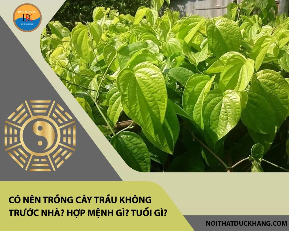 Kỹ thuật trồng trầu không bằng phương pháp giâm cành, chọn nhánh chắc khỏe, sau đó cắt một đoạn dài có 5 – 10 mắt và đặt nằm dưới đất