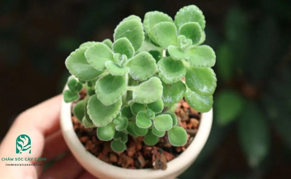 Kỹ thuật trồng và bón phân hữu cơ cho Nhất Mạt Hương trong chậu đất nung, hướng dẫn cách chăm cây nhất mạt hương