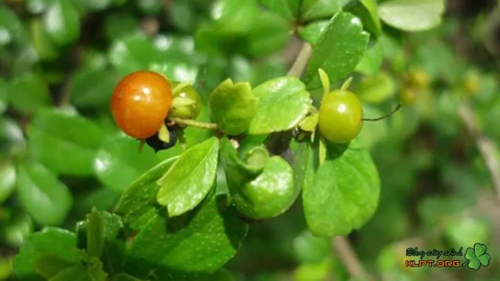 Kỹ thuật trồng và chăm sóc cây bùm sụm đúng chuẩn