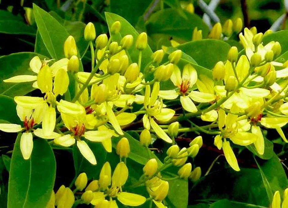 Kỹ thuật trồng và chăm sóc cây hoàng yến ra hoa, đảm bảo sự phát triển mạnh mẽ