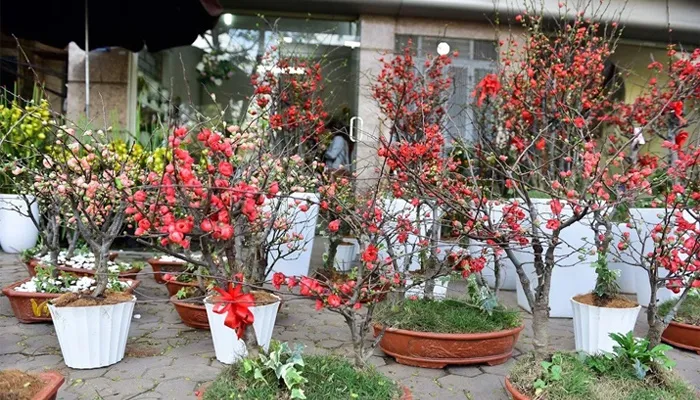 Kỹ thuật trồng và chăm sóc cây mai đỏ chuẩn nhà vườn