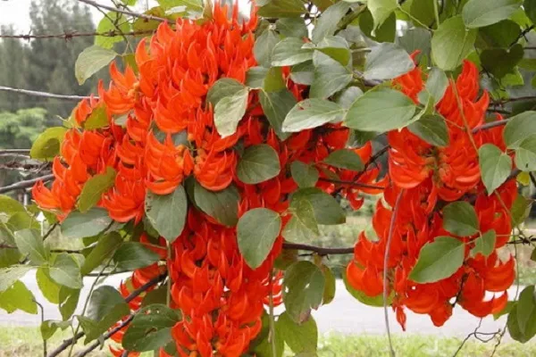 Kỹ thuật trồng và chăm sóc hoa móng cọp đỏ cam leo giàn