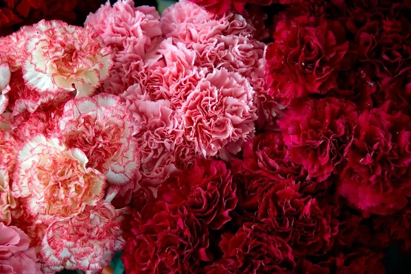 Kỹ thuật trồng và chăm sóc hoa phăng tại nhà