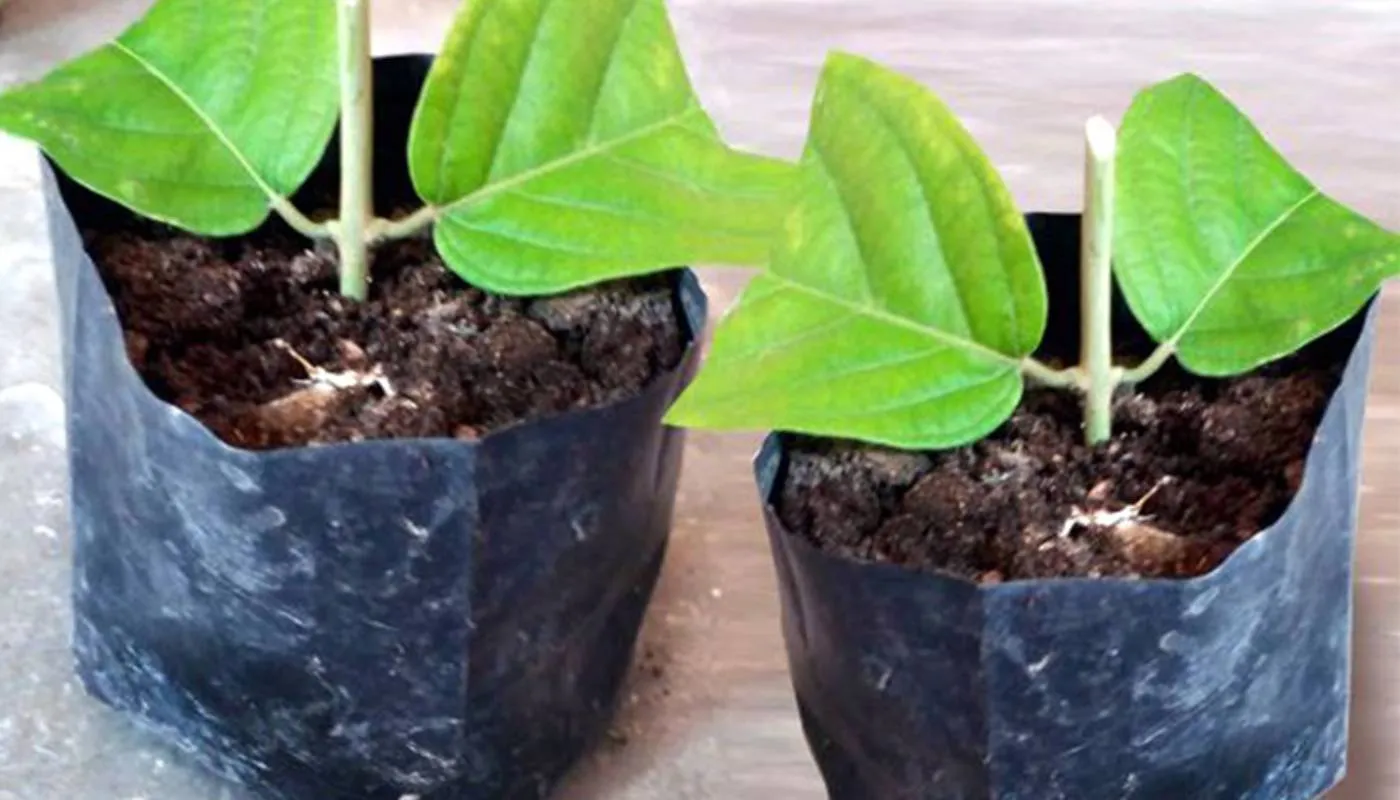 Kỹ thuật trồng và chăm sóc hoa sử quân tử trong chậu giúp cây phát triển ổn định