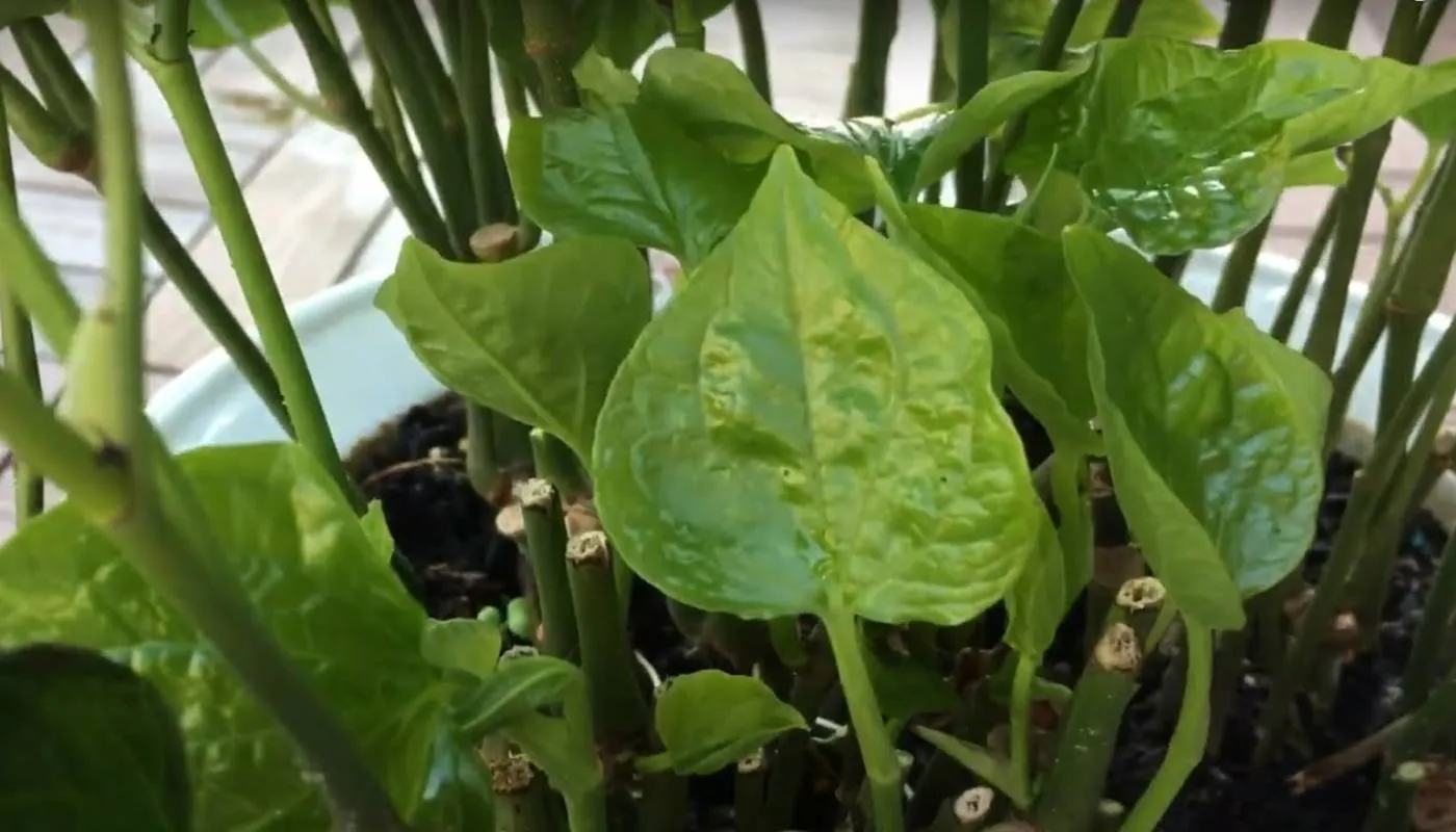 Kỹ thuật trồng và chăm sóc lá lốt