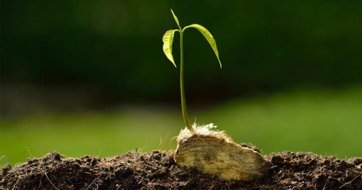 Cách Chăm Sóc Cây Xoài Mới Trồng Chi Tiết, Đảm Bảo Tỷ Lệ Sống Cao