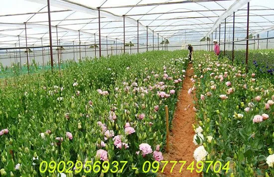 kỹ thuật tưới nước cho cây hoa cát tường theo tiêu chuẩn