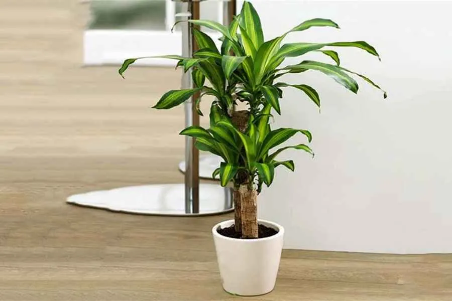 Kỹ thuật tưới nước cho cây thiết mộc lan đặt tại bàn làm việc văn phòng, một phần của cách chăm sóc cây thiết mộc lan trong văn phòng