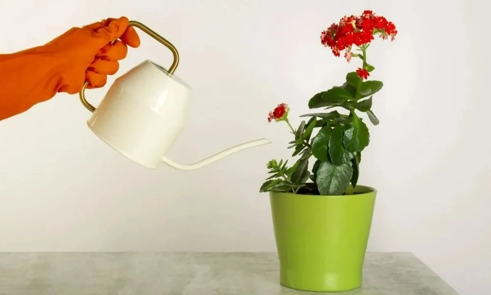 Kỹ Thuật Tưới Nước Cho Hoa Sống Đời: Đảm bảo đất thoát nước tốt để tránh thối rễ.