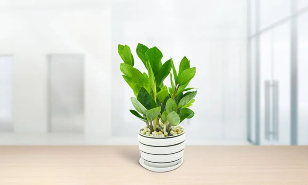 Kỹ thuật tưới nước điều độ giúp cây kim tiền xanh tốt, rễ khỏe mạnh