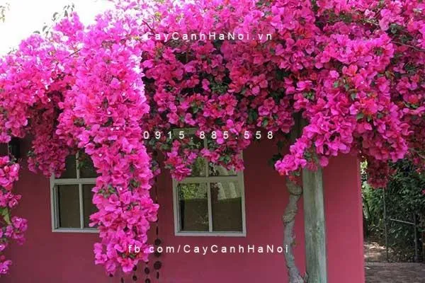 Kỹ thuật tưới nước đúng cách cho cây hoa giấy để hoa nở quanh năm