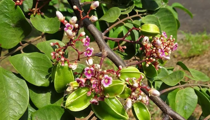 Kỹ thuật tưới nước đúng cách cho cây khế trồng trong chậu