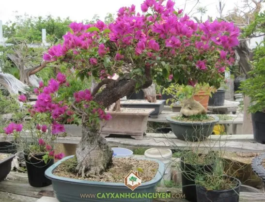 Kỹ thuật tưới nước hợp lý cho cây bông giấy trồng trong chậu, giúp kiểm soát sự ra hoa