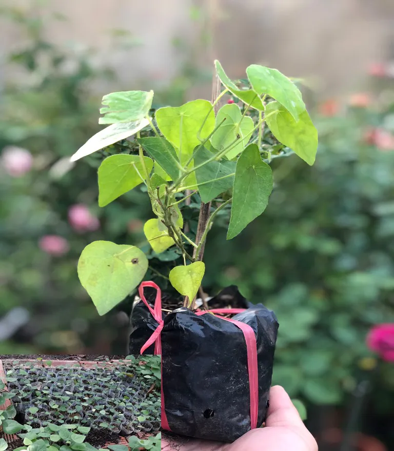 kỹ thuật ươm hạt giống cây sương sâm lông đúng cách