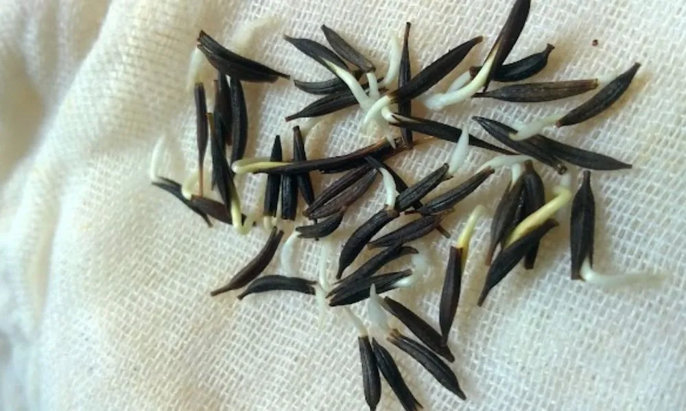 Kỹ thuật ươm hạt giống hoa sao nhái đạt tỷ lệ nảy mầm cao