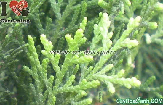 Kỹ thuật ươm hạt trắc bá diệp nảy mầm đạt tỷ lệ thành công cao