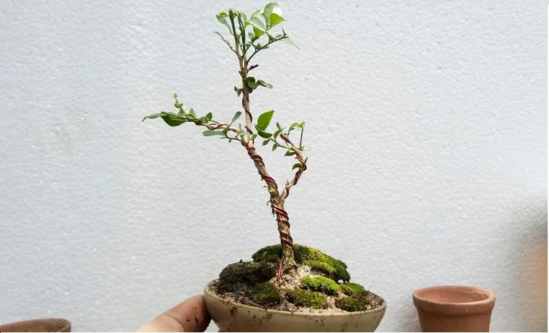 Kỹ thuật uốn cành cây nguyệt quế bằng dây kẽm tạo dáng thế bonsai nghệ thuật
