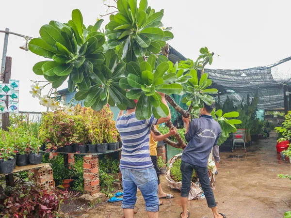 Kỹ thuật vận chuyển cây sứ đại lớn đúng cách để chuẩn bị cho việc trồng cây