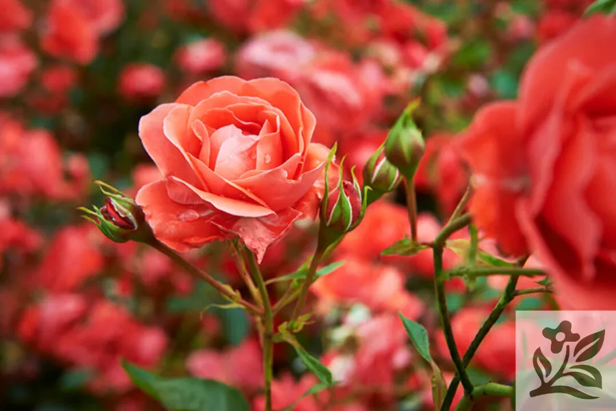 Kỹ thuật viên đang kiểm tra và uốn cành cho cây hoa hồng leo để tạo dáng và kích hoa