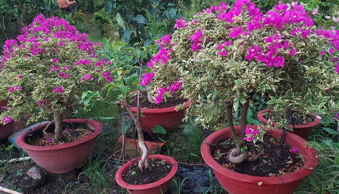 Cách Chăm Sóc Hoa Giấy Ra Hoa Quanh Năm Theo Kinh Nghiệm Chuyên Gia