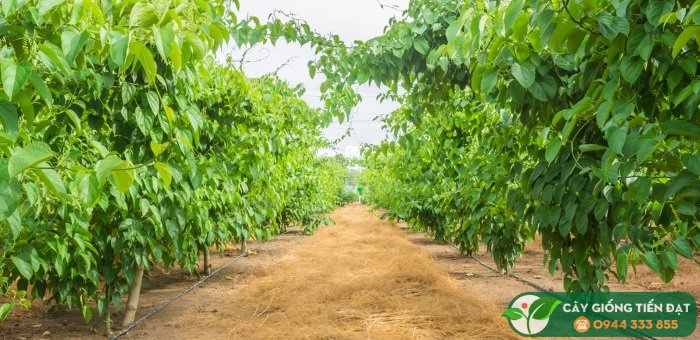 Cách Trồng Cây Sa Chi Đạt Năng Suất Cao Và Ổn Định