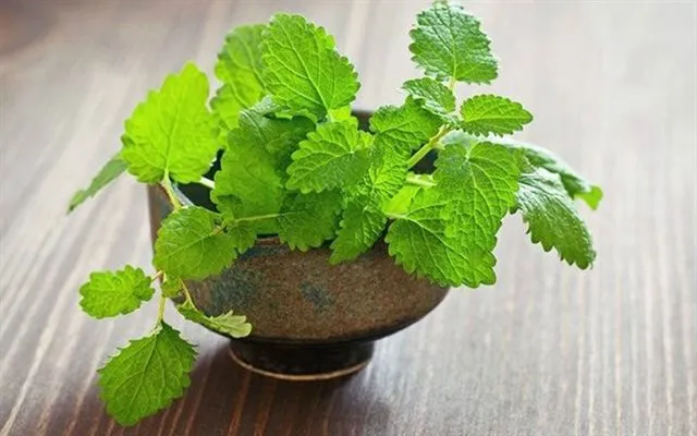 Lá bạc hà có thể xua đuổi được muỗi, bọ, chuột, kiến…. Cây trồng cần chỗ nhiều ánh sáng và nắng