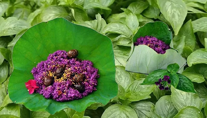 Lá cẩm với màu sắc rực rỡ được dùng để tạo màu cho các món ăn