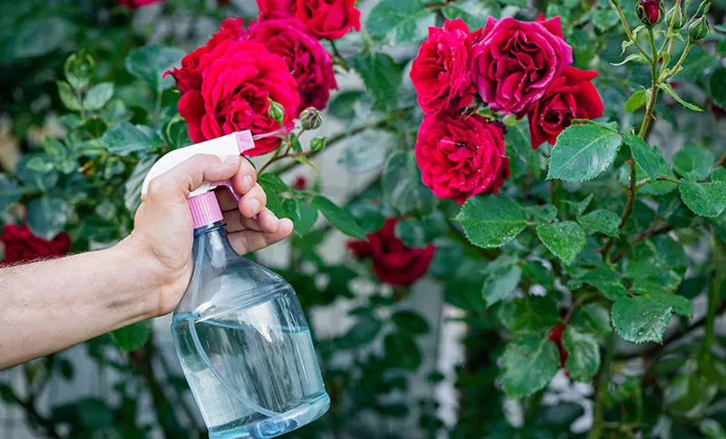 Lá cây hoa hồng bị nhiễm bệnh nấm hoặc bị côn trùng phá hoại, cần áp dụng các biện pháp phòng chống sâu bệnh cho cây hoa