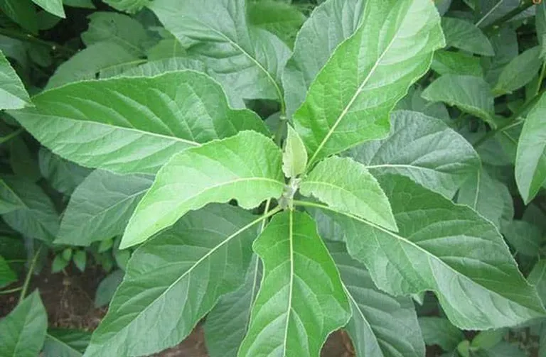 Lá cây mật gấu được thu hoạch dùng trong các bài thuốc đông y