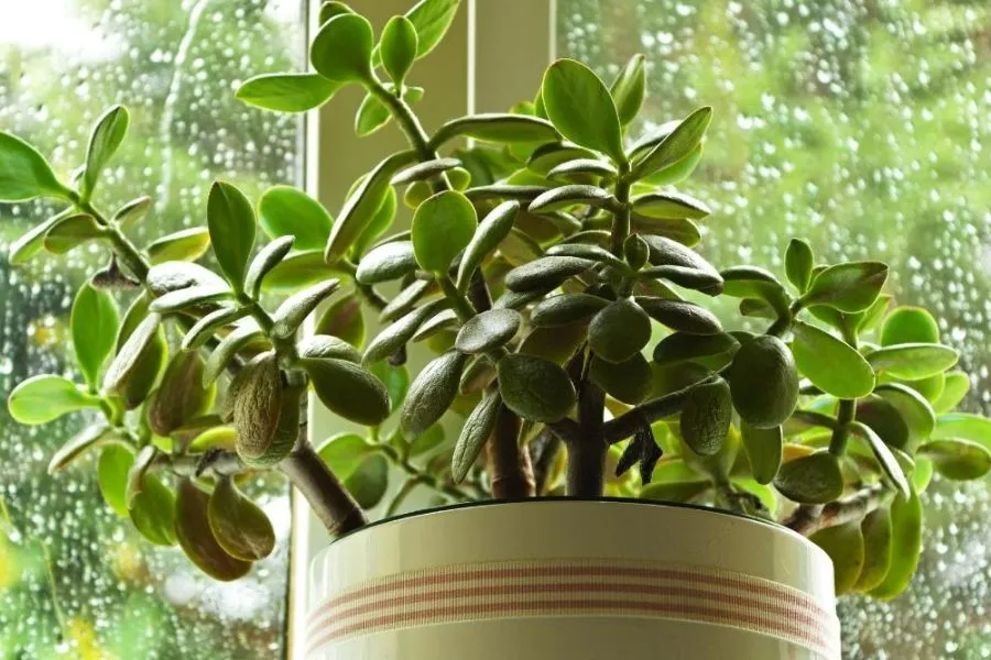 Lá cây ngọc bích chuyển sang màu đỏ ở viền khi được tiếp xúc đủ ánh sáng mặt trời