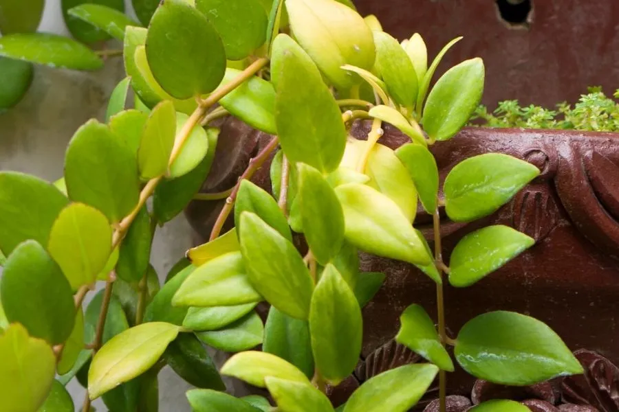 Lá cây son môi bị cháy hoặc rụng do tiếp xúc quá nhiều ánh nắng trực tiếp