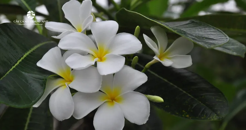 Lá cây sứ thuôn dài và hoa sẽ mọc ở đầu cắt cành