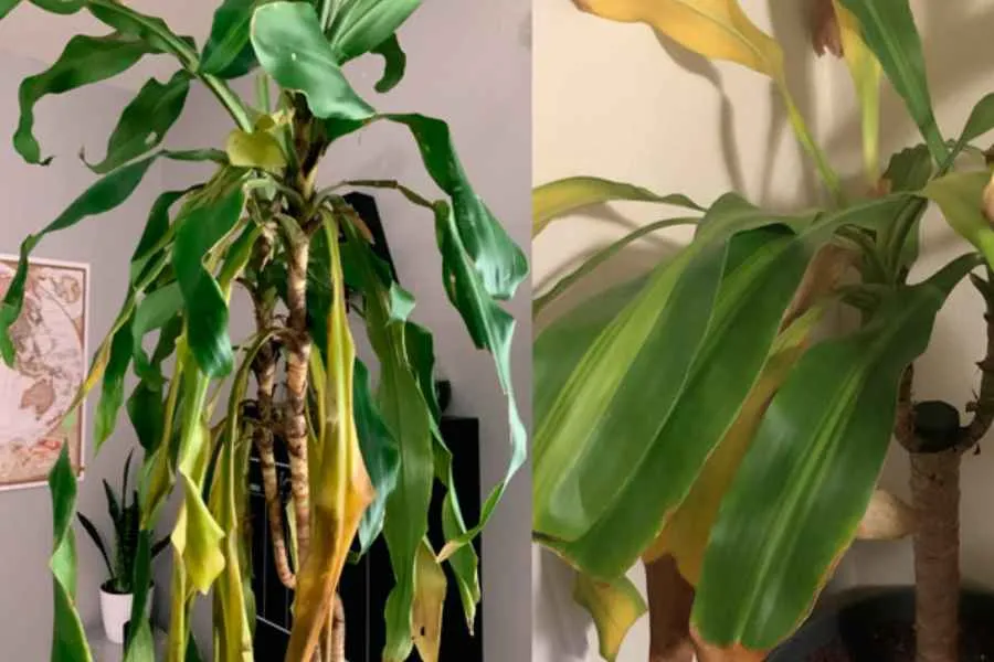 Lá cây thiết mộc lan bị vàng và đốm nâu, dấu hiệu cần xử lý bệnh trong quá trình chăm sóc cây thiết mộc lan trong văn phòng