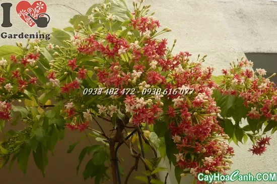 Lá cây Trang Leo khỏe mạnh, dấu hiệu của việc chăm sóc đúng kỹ thuật, giúp cây ít bị sâu bệnh