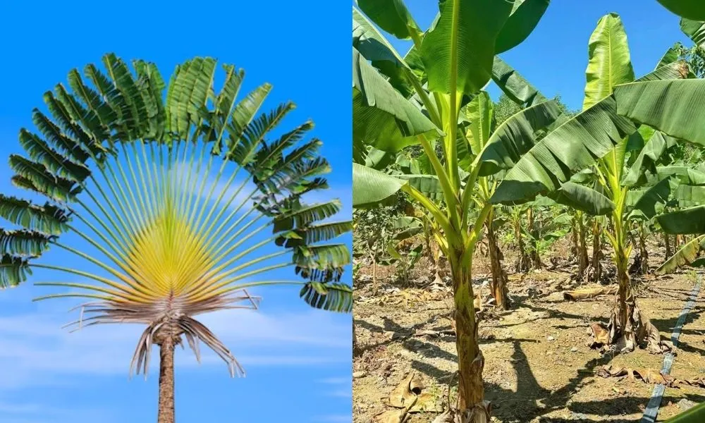 Lá chuối rẻ quạt toả ra 2 bên thay vì mọc quanh thân như cây chuối thường