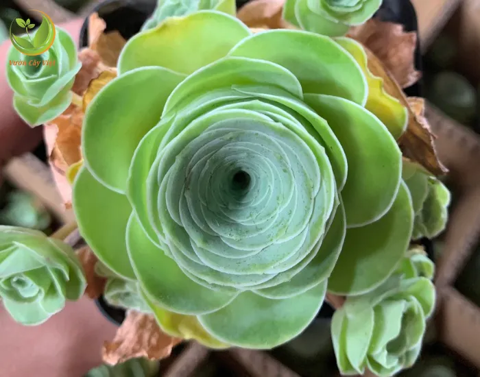 Lá của loài sen đá hoa hồng xanh có hình bầu dục xếp chồng lên nhau