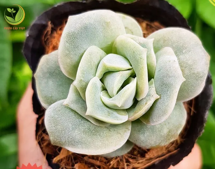 Lá của sen đá hoa hồng trắng có màu xanh nhạt, bên trên lá được phủ một lớp phấn màu trắng