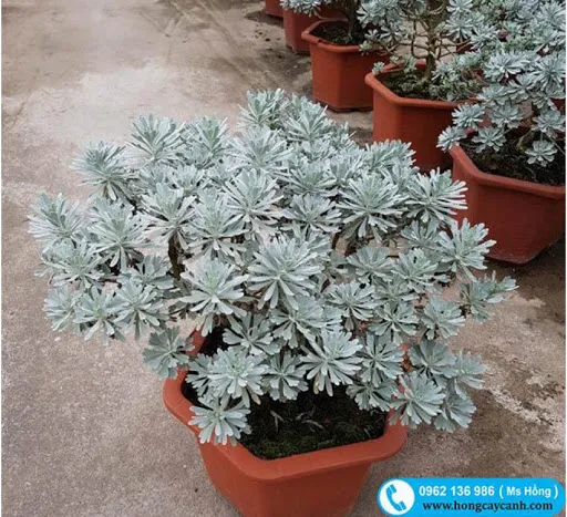 Lá cúc mốc dùng làm thảo dược trị ho theo các bài thuốc dân gian