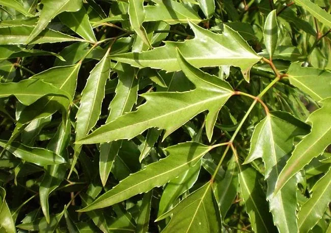 Lá đinh lăng thu hoạch làm rau gia vị, áp dụng từ cách trồng cây đinh lăng tại nhà