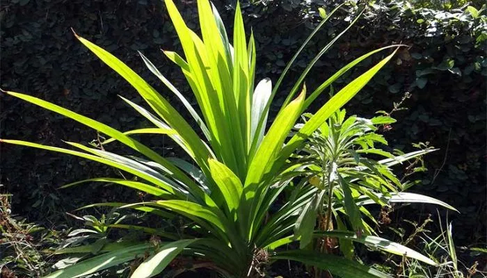 Lá dứa phổ biến ở Đông Nam Á