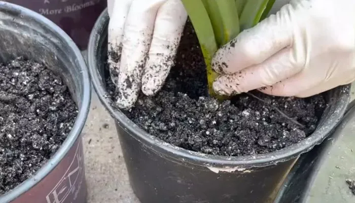 Lá dứa trồng trong chậu