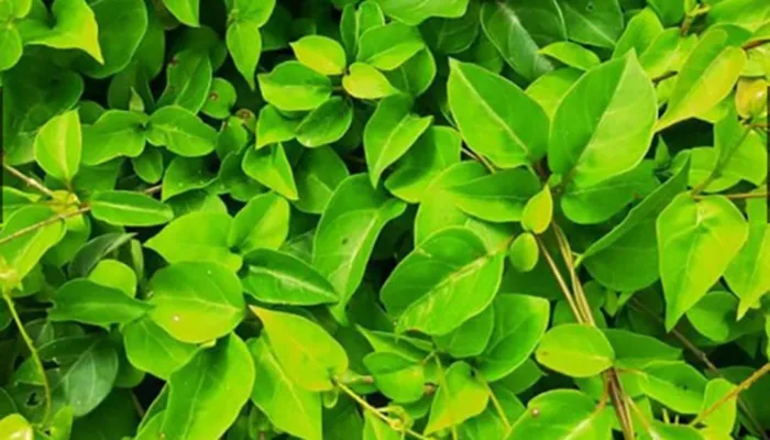 Lá giang được thu hoạch sau hai tháng trồng trên giàn leo