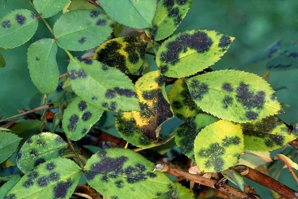 Lá hoa hồng xuất hiện những đốm đen hình tròn cho thấy cây đã bị nhiễm bệnh đốm đen, cần tiến hành điều trị