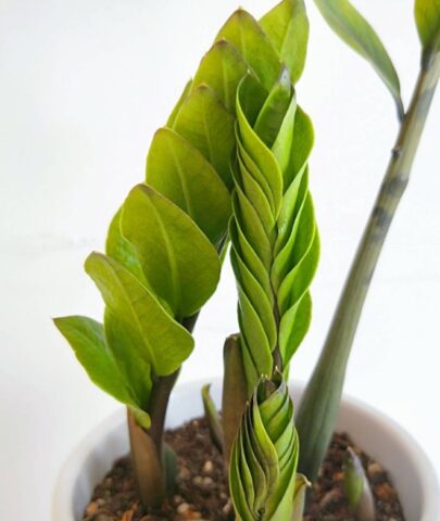 Cách Chăm Sóc Cây Kim Tiền Bị Vàng Lá Hiệu Quả Từ Chuyên Gia Bonsai