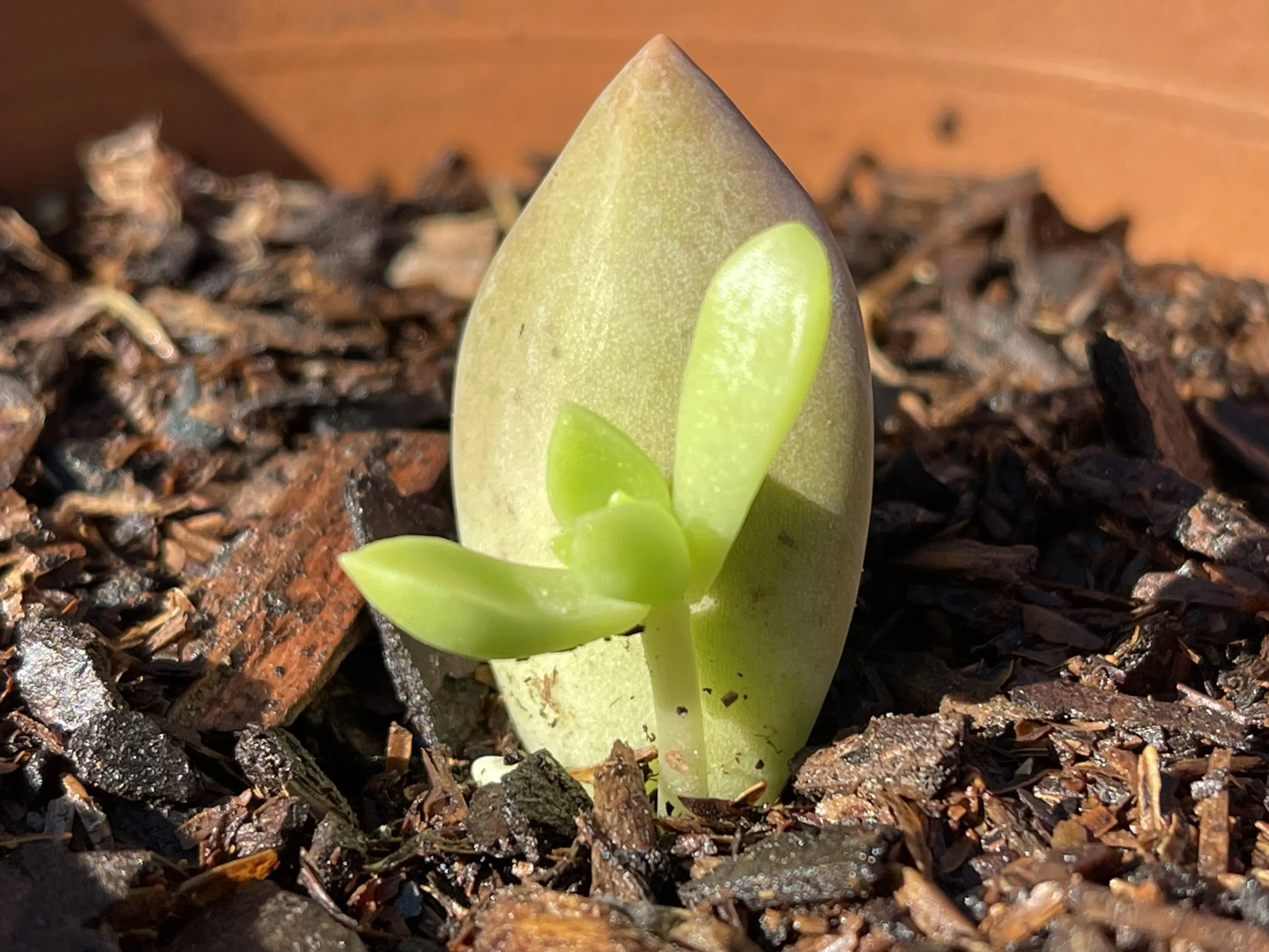 Lá sen đá đã lên mầm cây xanh sau quá trình ươm