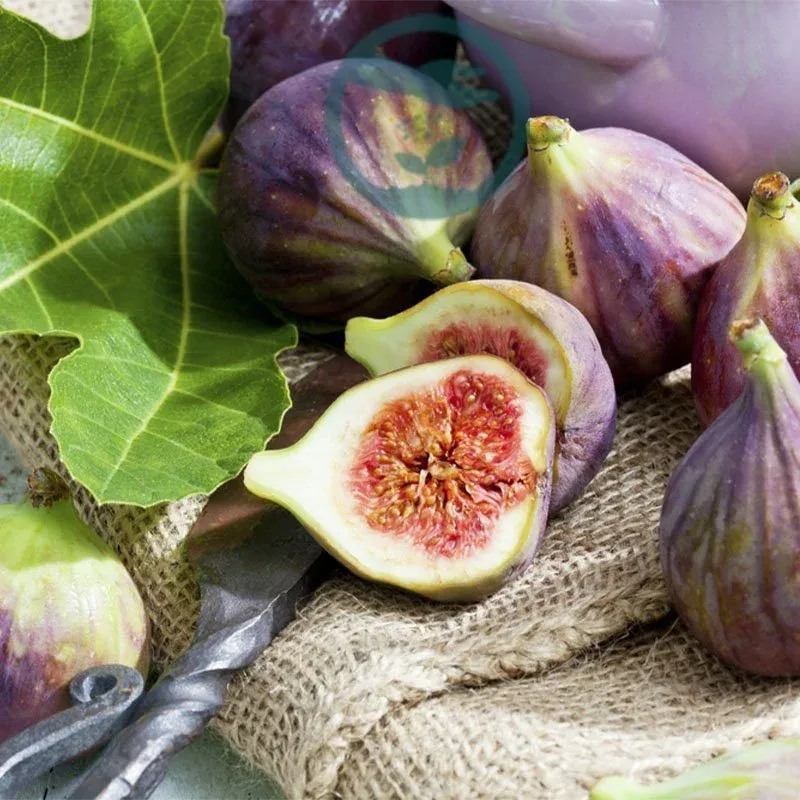 Lá sung Mỹ xẻ thùy lớn với gân lá rõ nét