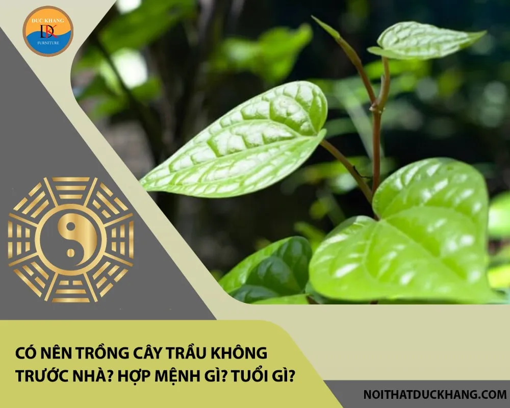 Lá trầu không được dùng như một phương thuốc dân gian điều trị nhiều chứng bệnh như đái dắt, táo bón, suy nhược thần kinh, và chống viêm nhiễm vết thương hở