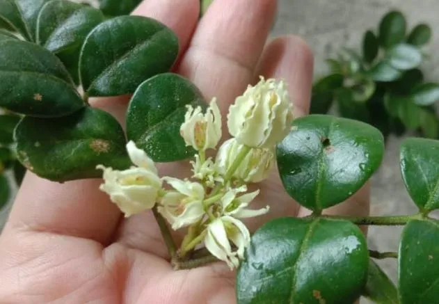 Lá và hoa của Cây Cần Thăng