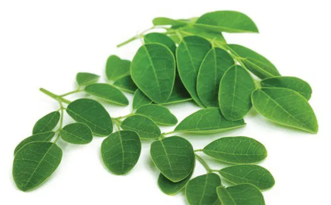 Lá và quả chùm ngây có giá trị dinh dưỡng cao