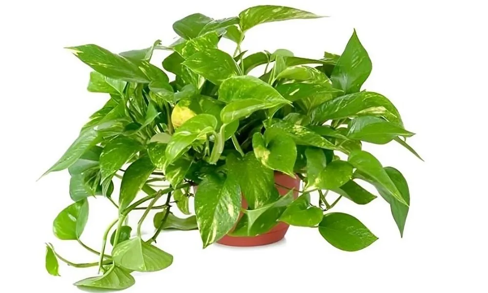 Lá vạn niên thanh có nhiều đốm trắng và xanh đậm xen kẽ, rất đẹp mắt